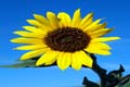 Annual-sunflowerthumb